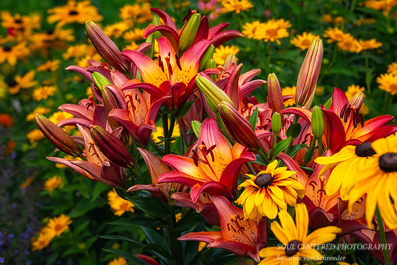 Orange-Yellow Lilies