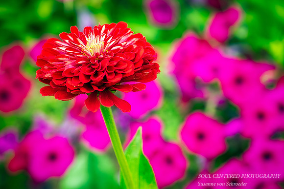 Red Zinnia, purple Petunias