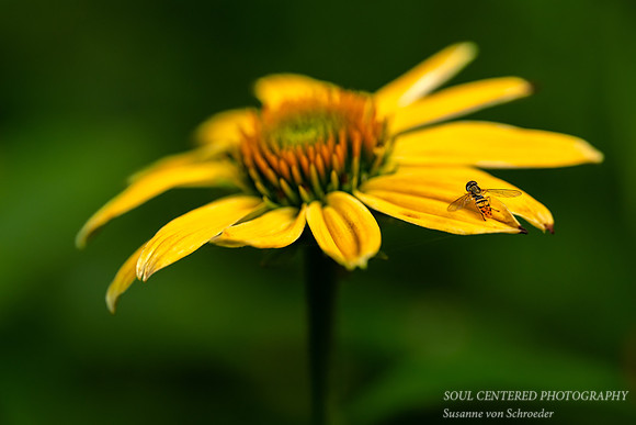 Yellow Coneflower with bee