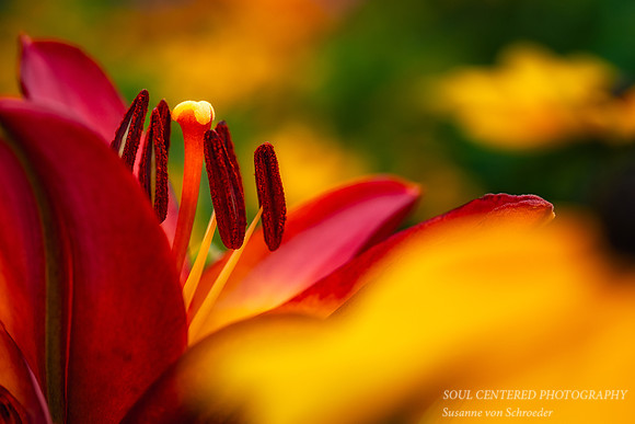 Orange Lily, up close