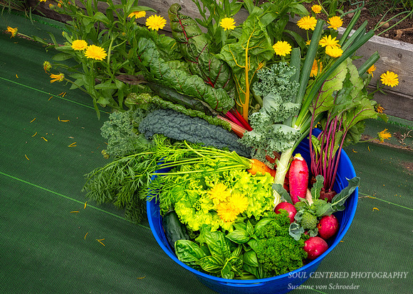 Garden harvest