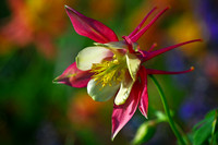 Columbine, colorful