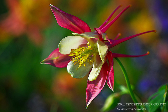 Columbine, colorful