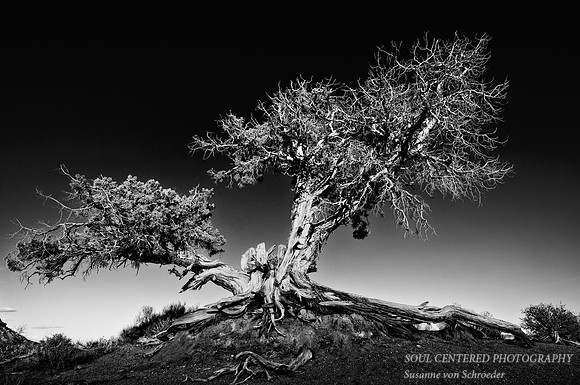 Ancient Tree, Monument Valley 1