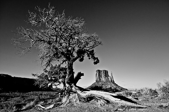Ancient Tree, Monument Valley 2
