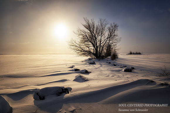 Willow tree in morning light 1