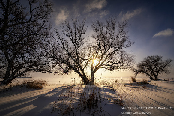 Willow tree in morning light 3