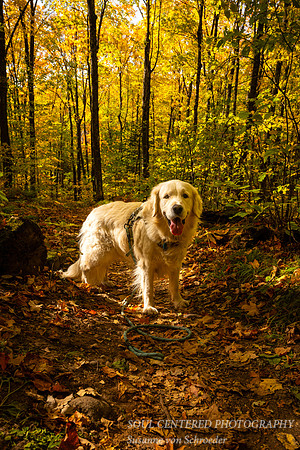 Shanti in autumn forest, October. '24