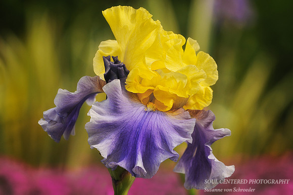 Iris, yellow & blue