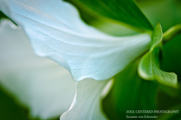 Trillium macro 1