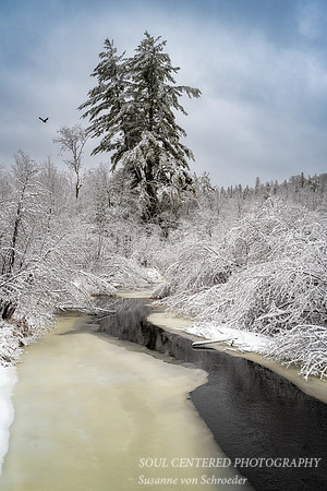 Winter Creek and White Pine
