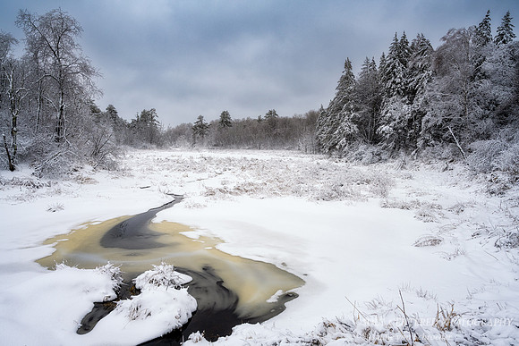 Winter Creek and White Pines
