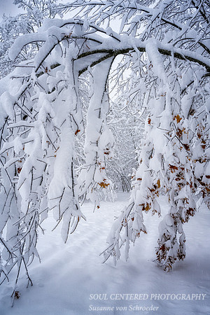 Snow Storm, mid December '22 1