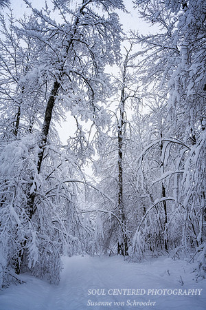 Snow Storm, mid December '22 3