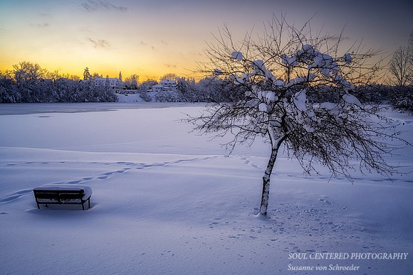 Flambeau River in Ladysmith with Crabapple tree 1