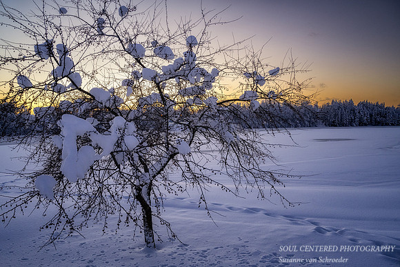Flambeau River in Ladysmith with Crabapple tree 2
