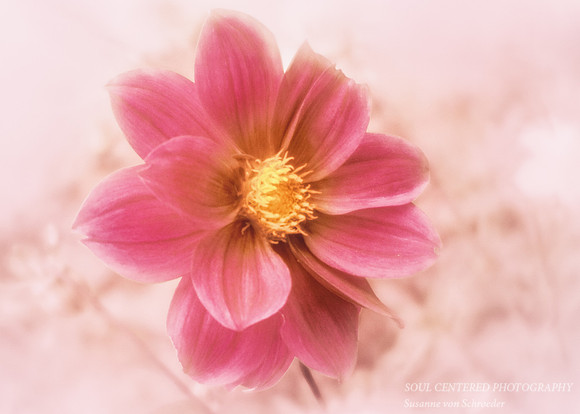 Dahlia pink