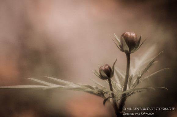 Cosmos, bud
