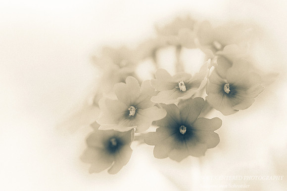 Verbena, sepia