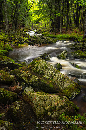 Creek and mossy rocks, May 20.'22 7, vertical