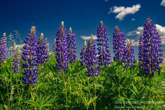 Blue Lupins along the north shore, 2020