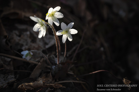 Hepaticas, white 2