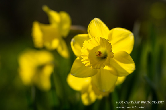 Yellow Daffodil in light 1