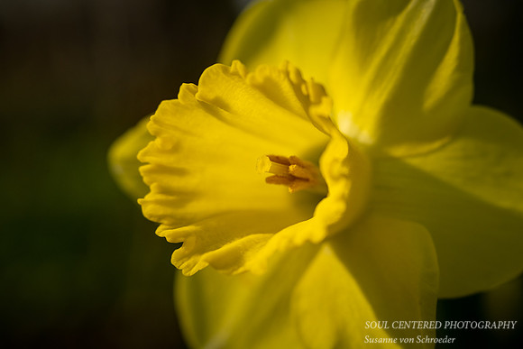 Yellow Daffodil in light 2