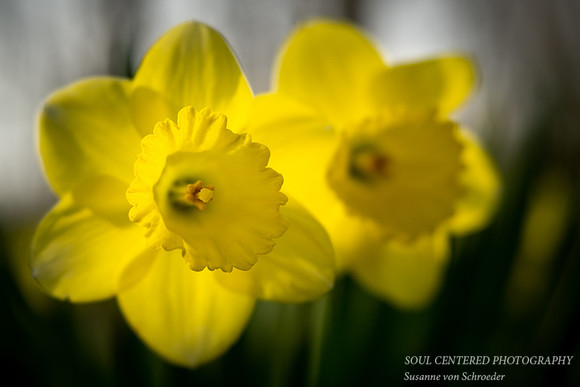 Yellow Daffodil in light 3