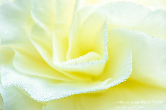 White Begonia with dew drops