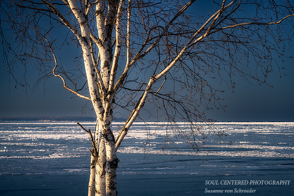 Birch tree in evening light