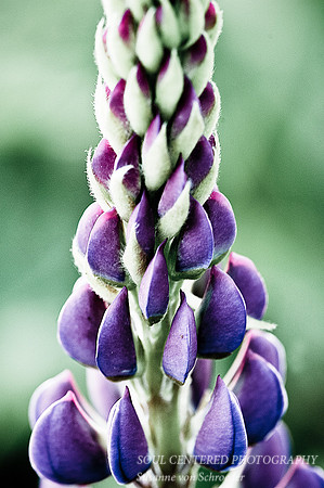 Lupin abstract light