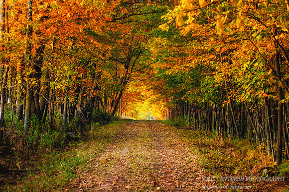 Golden Forest path