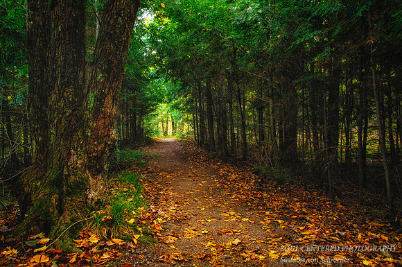 Path through Hemlock forest