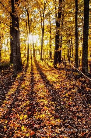 Sun in fall forest 1