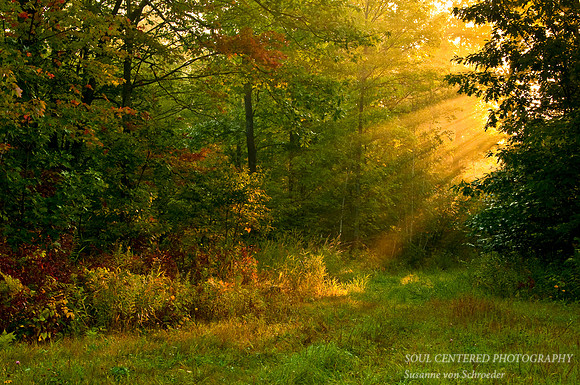 Sun rays in forest