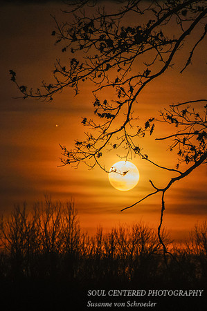 Moon rise, November '12
