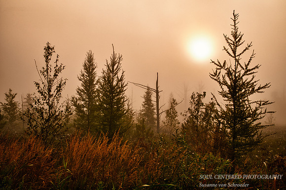 Foggy Morning, WI 1