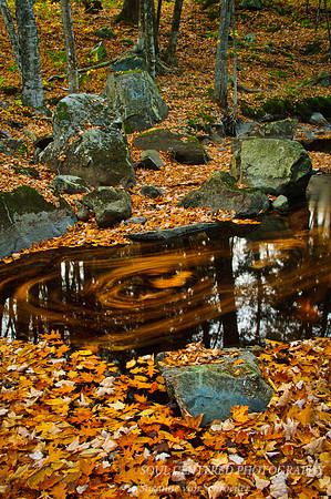 Swirling leaves 4