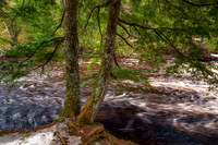 Presque Isle River with Cedar trees, Michigan