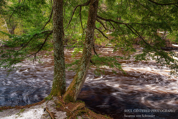Presque Isle River with Cedar trees, Michigan