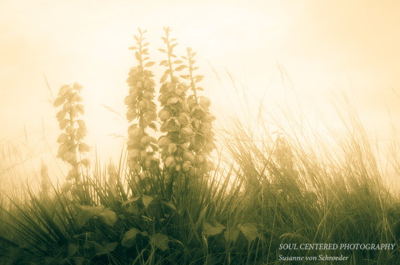 Yucca, Lensbaby, mono