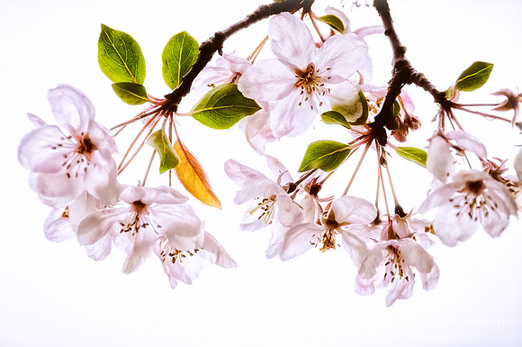 Apple blossom, pink to white