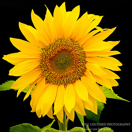 Sunflower, square