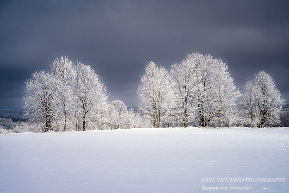 A row of trees with hoarfrost 1