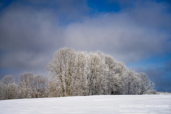 A row of trees with hoarfrost 2