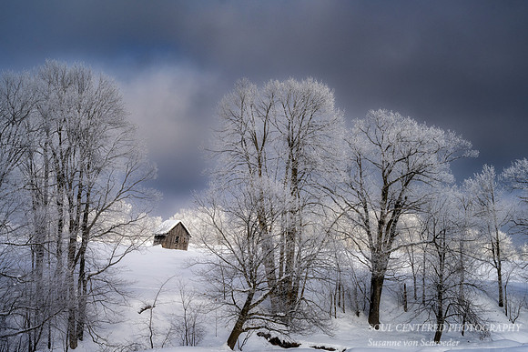 Trees with hoar frost and little barn