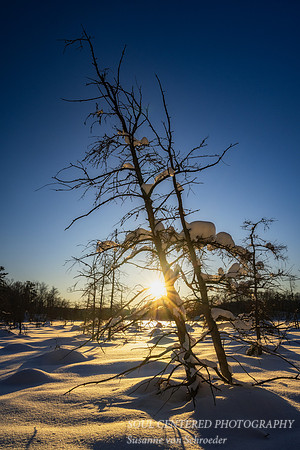 Leaning Tamarack trees at sunset, Blue Hills