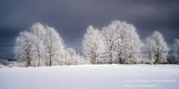 A row of trees with hoarfrost 1, panorama