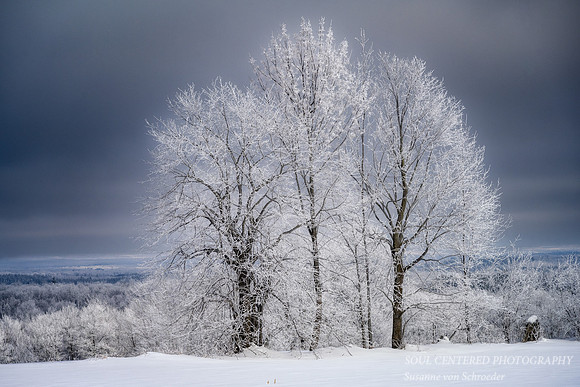 A group  of trees with hoarfrost